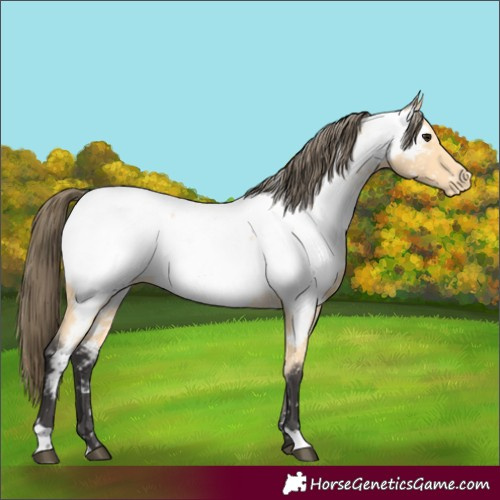 Horse Color:Buckskin Appaloosa 