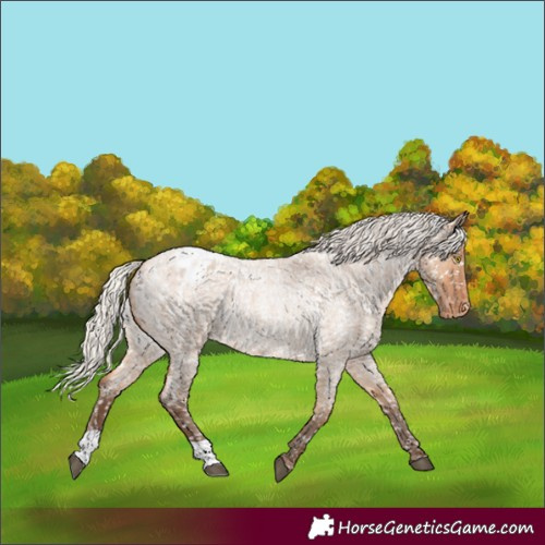 Horse Color:Silver Bay Roan Dun Appaloosa Rabicano