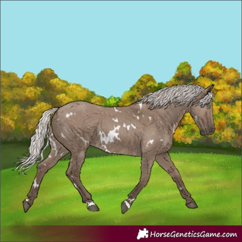 Horse Color:White Spotted Silver Grullo Rabicano