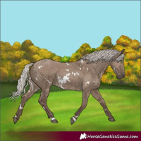 Horse Color:White Spotted Silver Grullo Rabicano