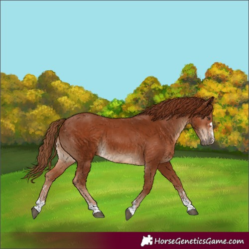 Horse Color:Chestnut and Chestnut