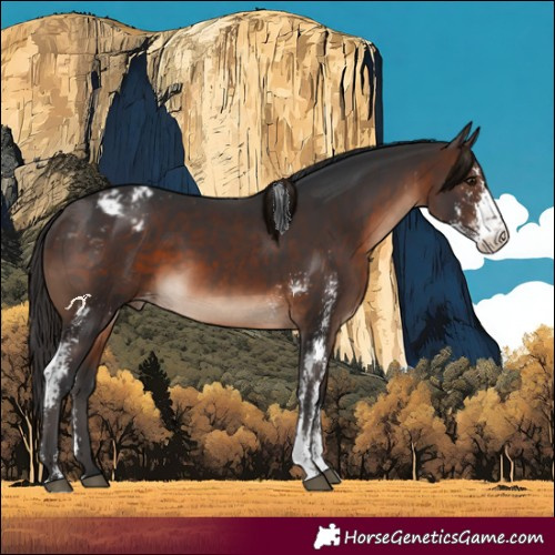 Horse Color:Brown Sabino Appaloosa 