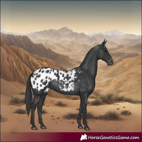 Horse Color:Black Blanket 