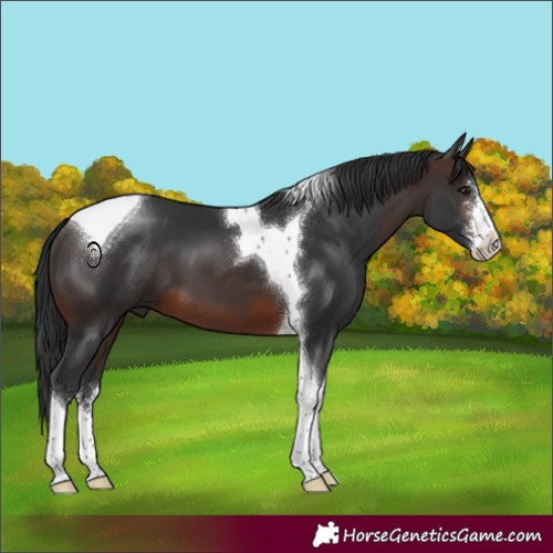 Horse Color:Brown Sabino Tobiano 