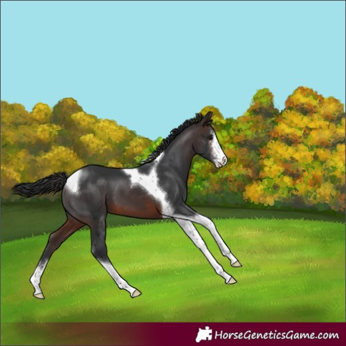 Horse Color:Brown Sabino Tobiano