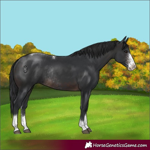 Horse Color:Brown Sabino Tobiano Rabicano 