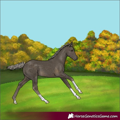 Horse Color:Silver Smoky Black 