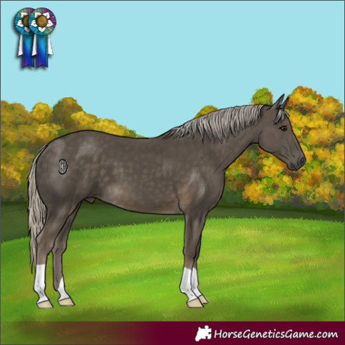 Horse Color:Silver Smoky Black