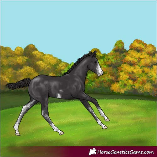 Horse Color:Smoky Black Sabino 