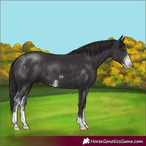 Horse Color:Smoky Black Sabino