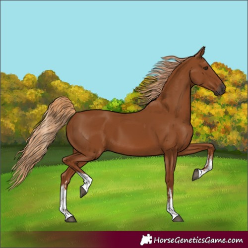 Horse Color:Gray White Spotted Chestnut