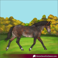 Horse Color:Black  and Bay 