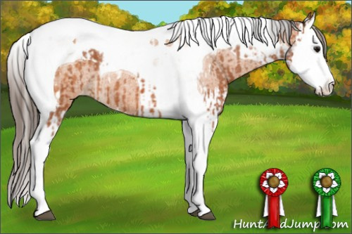 Horse Color:Bay Splash Tobiano Varnish  and Bay Splash Tobiano Varnish Rabicano 