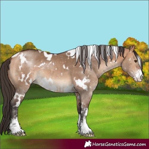 Horse Color:White Spotted Bay Dun Sabino