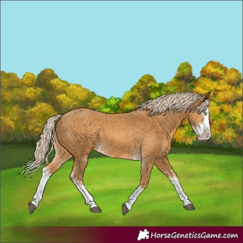 Horse Color:Palomino Splash and Palomino Splash