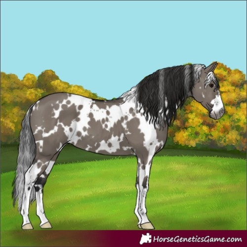 Horse Color:Gray White Spotted Grullo 