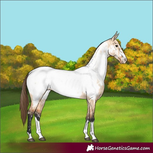 Horse Color:Bay Dun Appaloosa