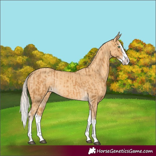 Horse Color:Palomino Splash and Gold Cream Champagne Splash