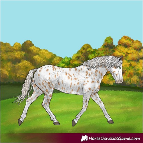 Horse Color:Palomino Splash Appaloosa  and Palomino Splash Appaloosa Rabicano 