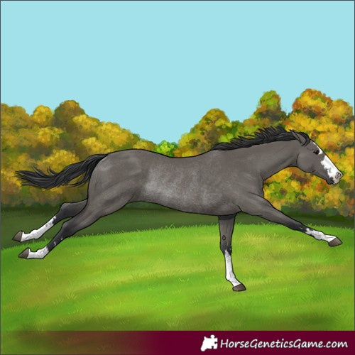Horse Color:Unknown 