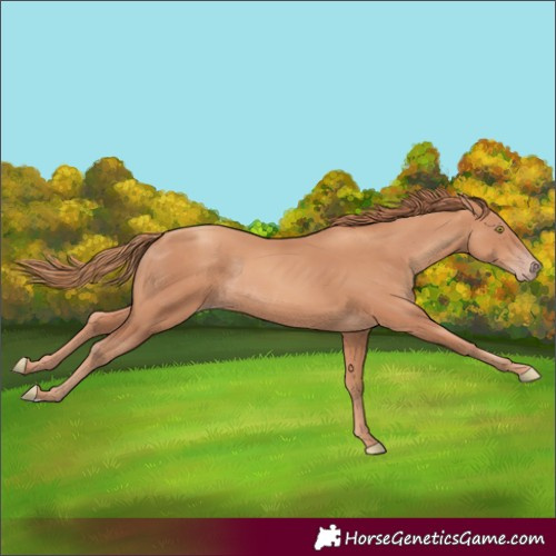 Horse Color:Unknown 