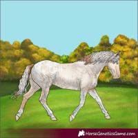 Horse Color:Amber Champagne Pearl Dun Tobiano Appaloosa Rabicano  and Silver Amber Champagne Pearl Dun Tobiano Appaloosa Rabicano 