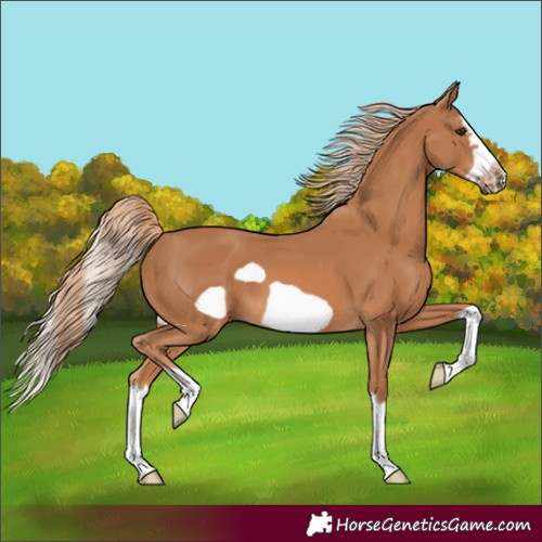 Horse Color:Chestnut Splash Frame