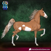 Horse Color:Chestnut Splash Frame 