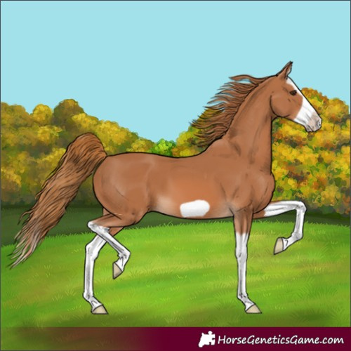 Horse Color:Chestnut Splash Frame