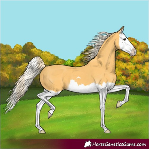 Horse Color:Palomino Splash 
