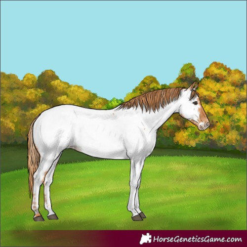 Horse Color:Chestnut Appaloosa 