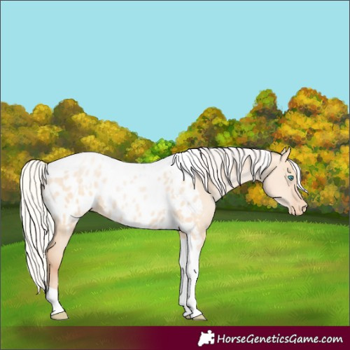 Horse Color:Silver Amber Champagne Pearl Dun Tobiano Blanket Rabicano and Silver Classic Champagne Pearl Dun Tobiano Blanket Rabicano