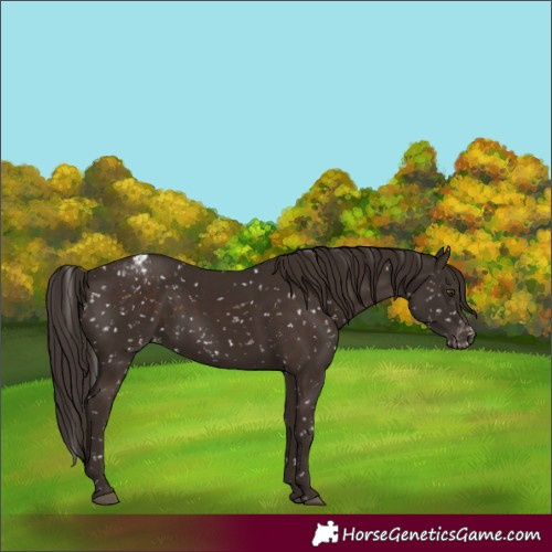 Horse Color:Liver Chestnut Snowflake VarnishRabicano