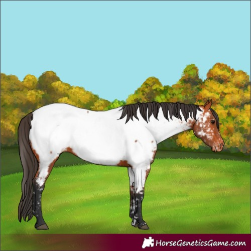 Horse Color:Bay Near Fewspot
