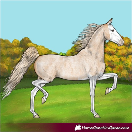 Horse Color:Palomino Roan Splash
