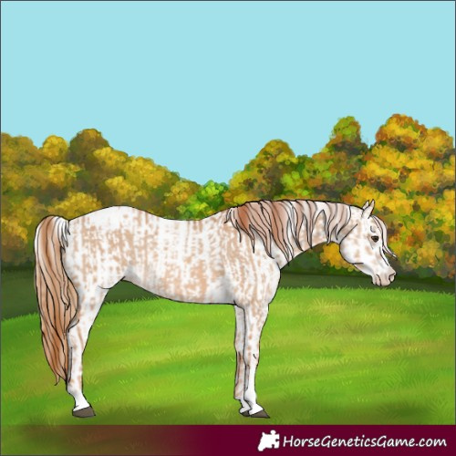 Horse Color:Red Dun Varnish Rabicano  and White Spotted Red Dun Varnish Rabicano 