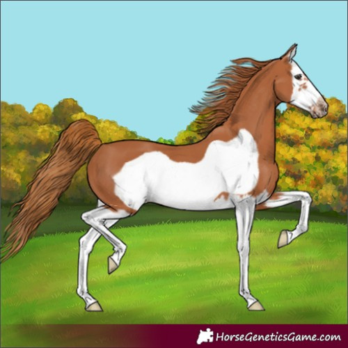 Horse Color:Chestnut Splash Frame