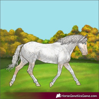 Horse Color:Silver Amber Champagne Pearl Dun Tobiano Near Leopard Rabicano and Silver Amber Champagne Pearl Dun Tobiano Near Leopard Rabicano