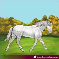 Horse Color:Silver Amber Champagne Pearl Dun Tobiano Appaloosa Rabicano and Silver Amber Champagne Pearl Dun Tobiano Appaloosa Rabicano