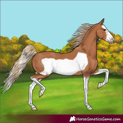 Horse Color:Chestnut Splash Frame 