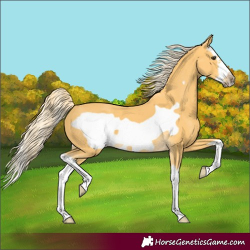 Horse Color:Palomino Splash Frame 