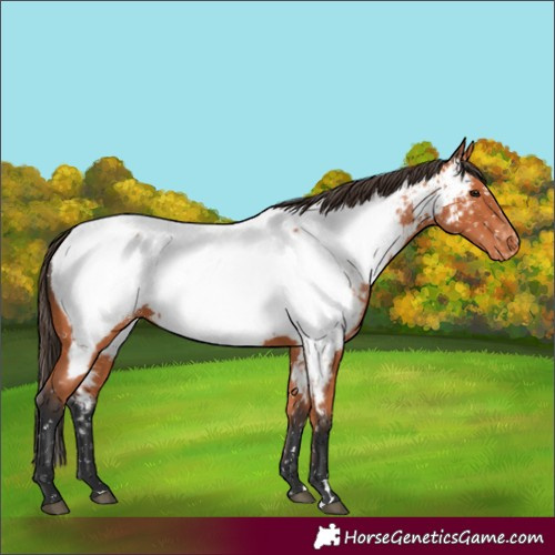 Horse Color:Bay Appaloosa 