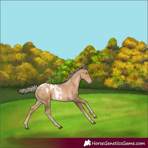 Horse Color:Chocolate Palomino Skewed Appaloosa Rabicano