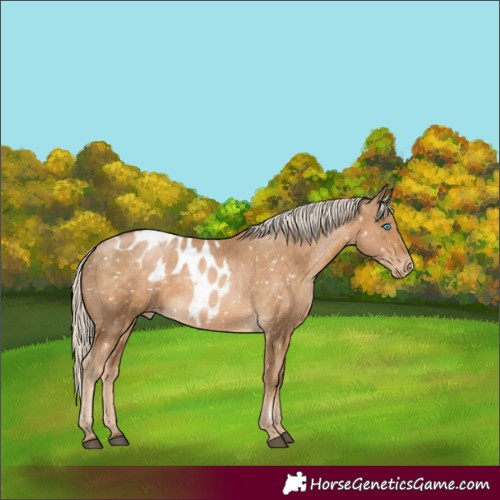 Horse Color:Chocolate Palomino Skewed Appaloosa Rabicano 