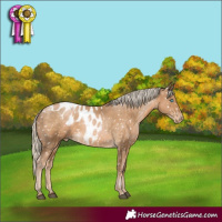 Horse Color:Chocolate Palomino Skewed LP Spotted Rabicano 