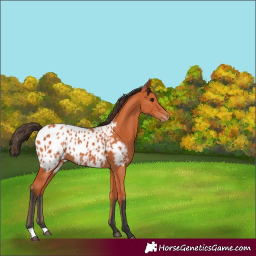 Horse Color:Bay Appaloosa