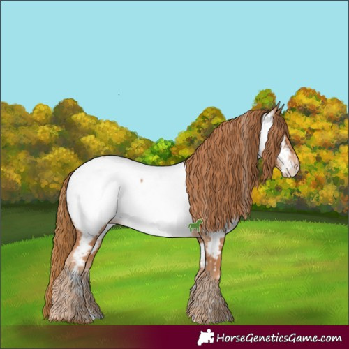 Horse Color:Chestnut Appaloosa 