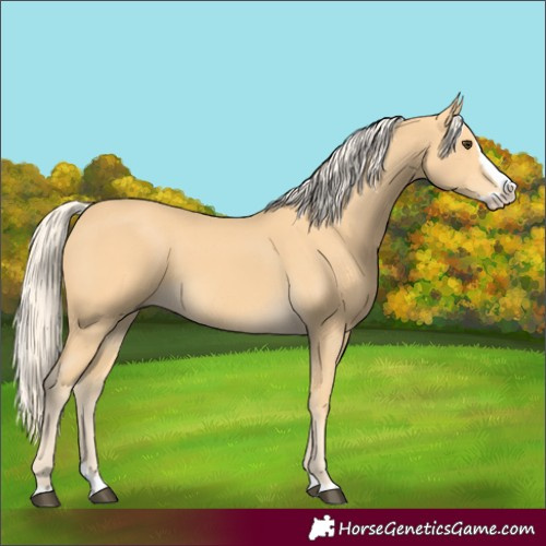 Horse Color:Palomino Splash