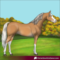 Horse Color:Palomino Splash 
