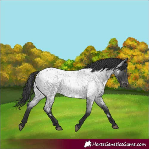 Horse Color:Blue Roan Appaloosa Rabicano